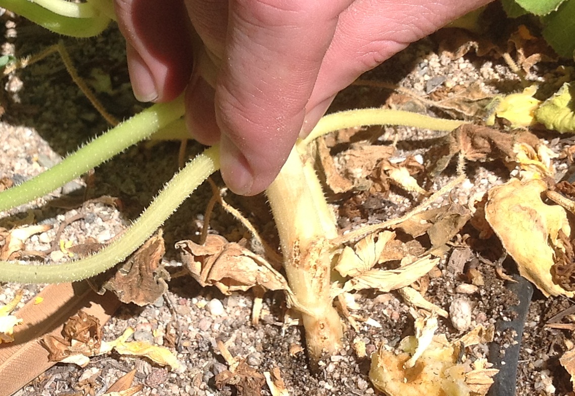 The Scientific Gardener Squash Vine Borer (SVB)