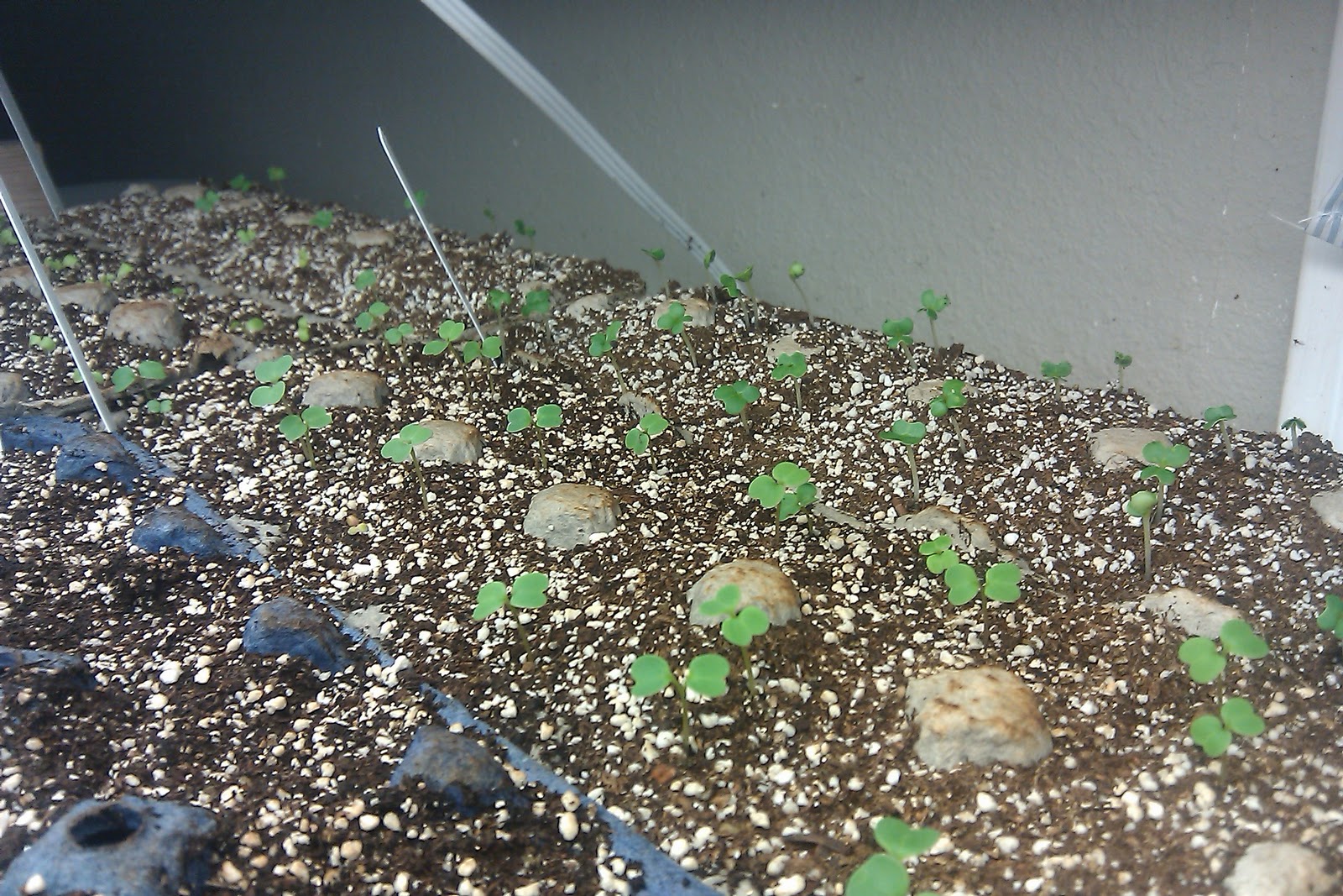 Homestead Roots Starting Seeds in Egg Cartons