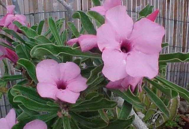 ANEKA ARTIKEL BIOLOGI DAN PERTANIAN Tujuh Spesies Kamboja