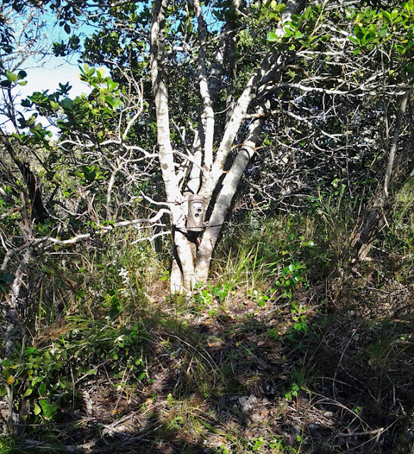 Remote Camera Trap South Africa Caracals at Candlelight