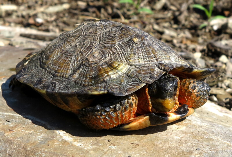 The Joyce Road Neighborhood Wood Turtle