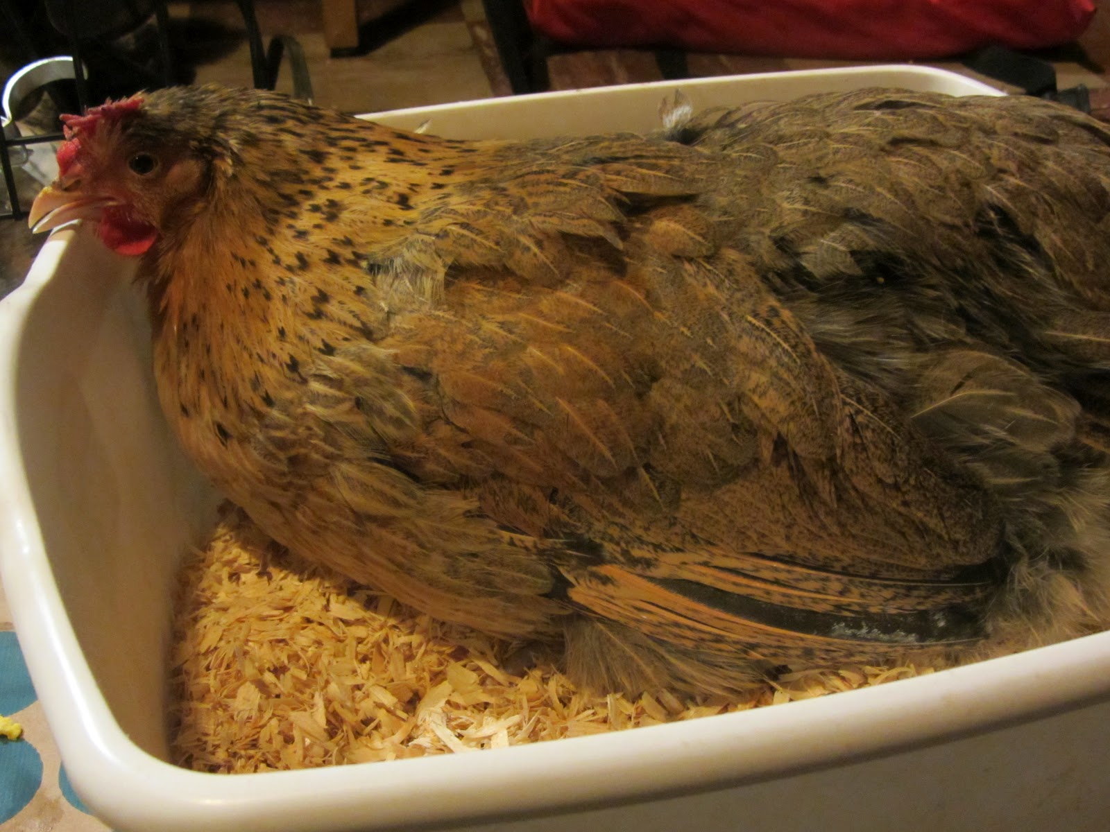 Egg yolk peritonitis Diagnosing a sick chicken