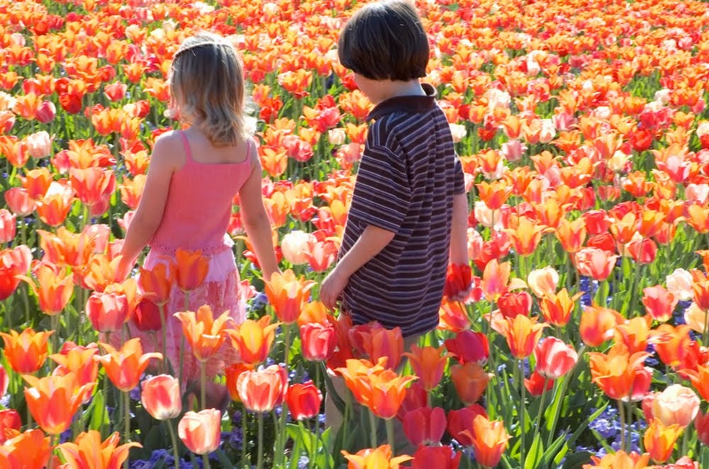 Nature Flowers wallpapers in Austrian Nature Flowers wallpapers in Austrian