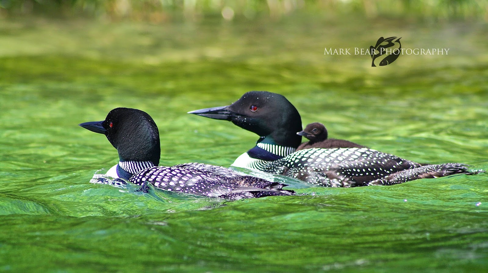 Shupac Lake Loons Mark Bear Photography