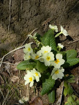 Primula vulgaris (Primula comune)