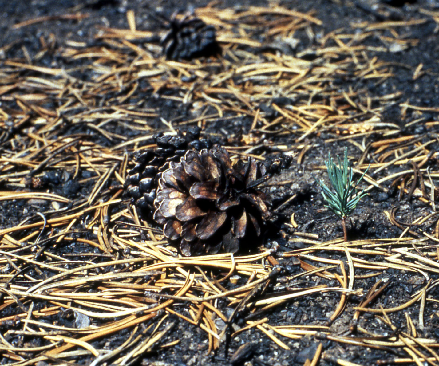 Rocky Mountain Bushcraft Rocky Mountain Tree Identification Lodgepole