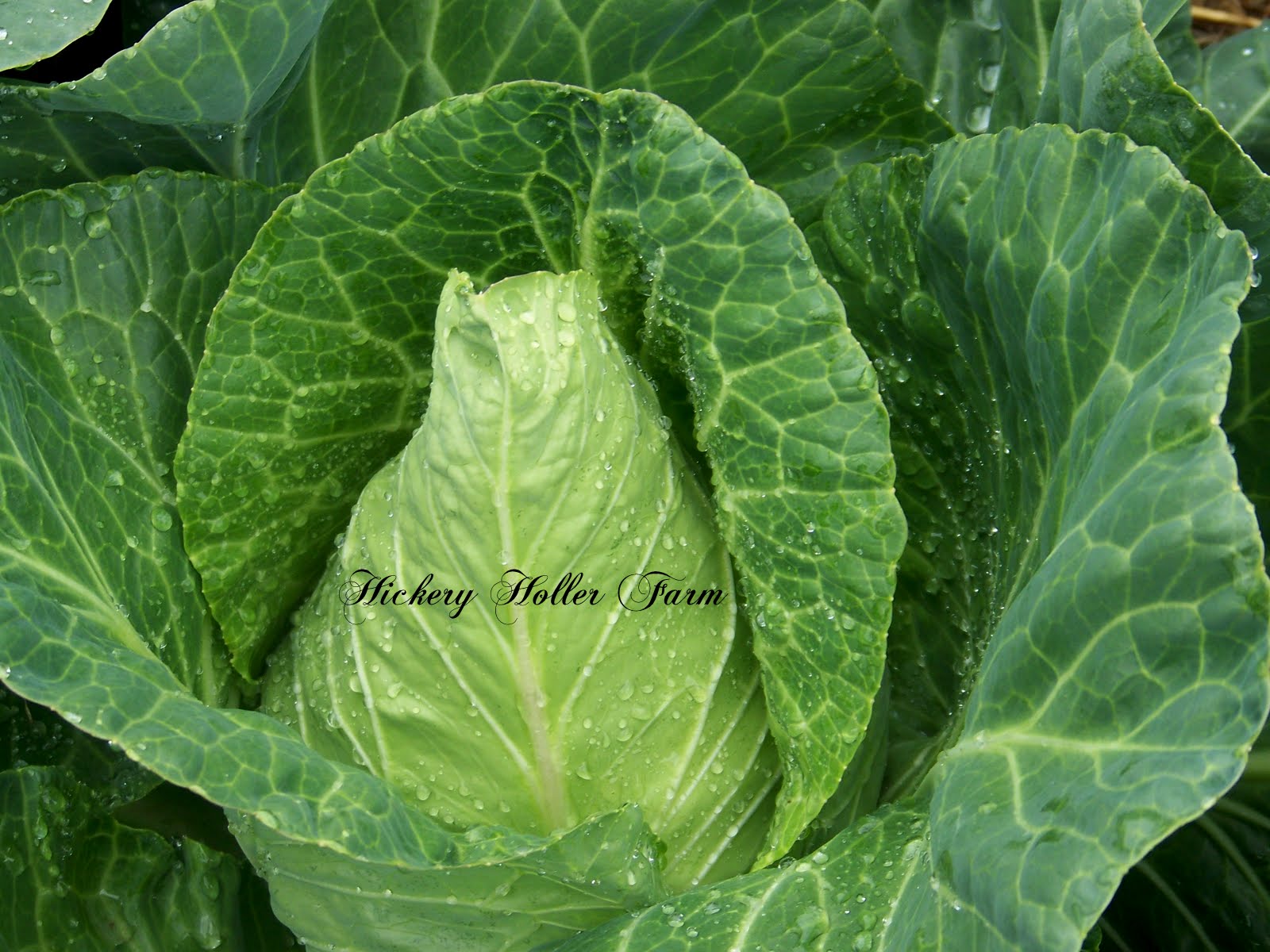 Hickery Holler Farm: Early Jersey Wakefield Cabbage