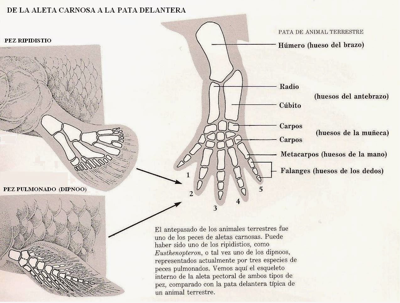 Huesos en aletas delanteras