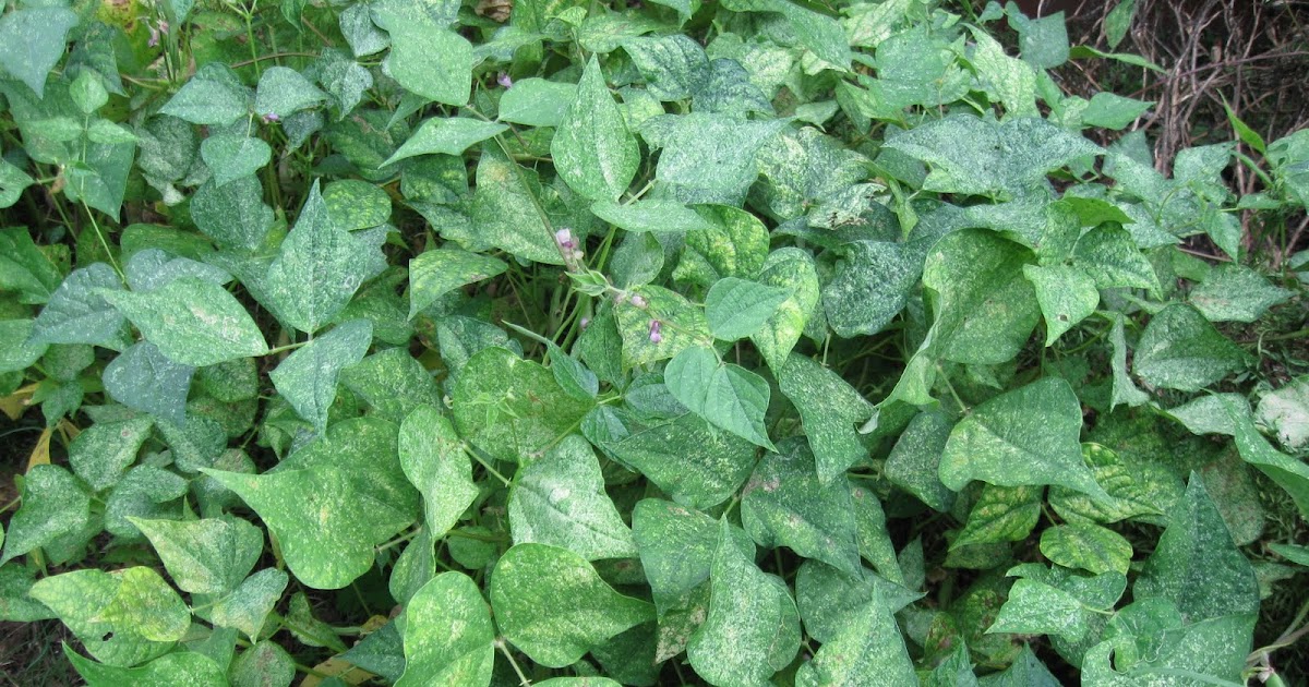 Growing Food in Florida Planting black beans from the grocery store