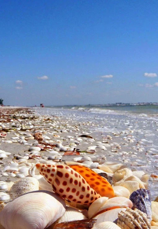 Shell Beach Sanibel Island, Florida,USA