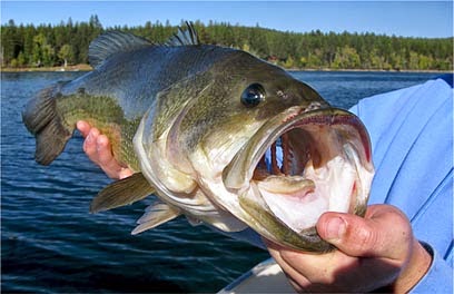 How to Catch Largemouth Bass How to Catch Largemouth Bass