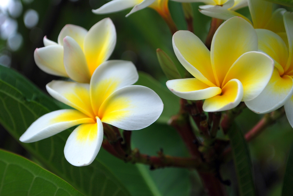 helena beauty products with monoi tiar 233 flower of tahiti helena beauty products with monoi tiar 233 flower of tahiti
