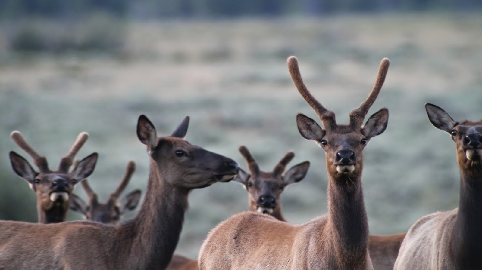 Jackson+Hole+Wyoming+Elk+Photos+in+near+Teton+National+Park+with+Jay+Scott+Outdoors+12.JPG