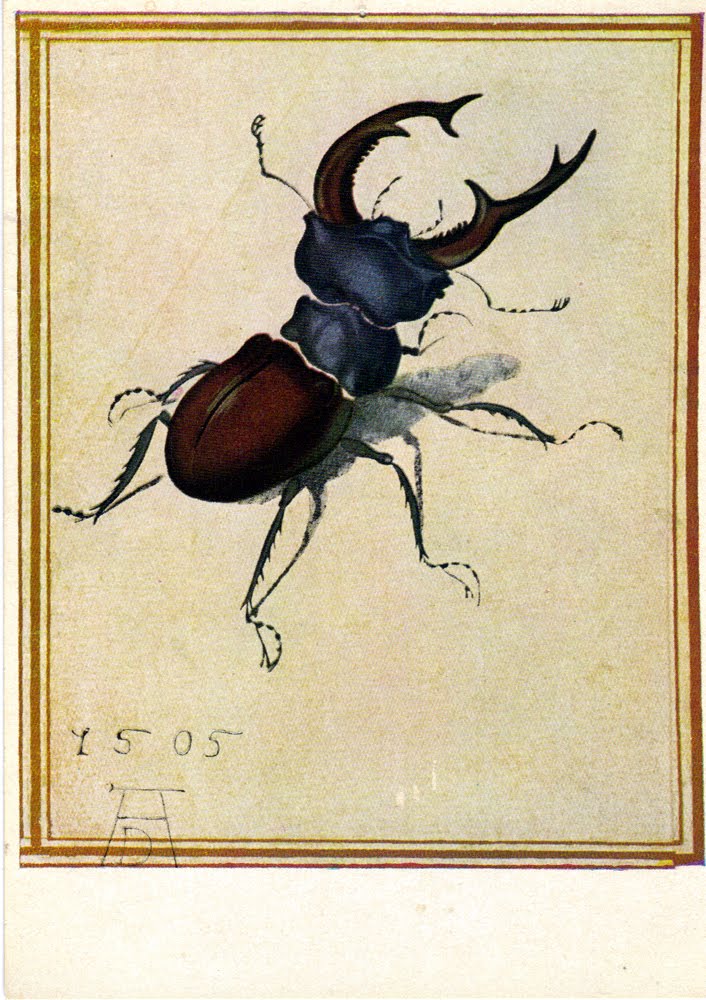 Durer Beetle