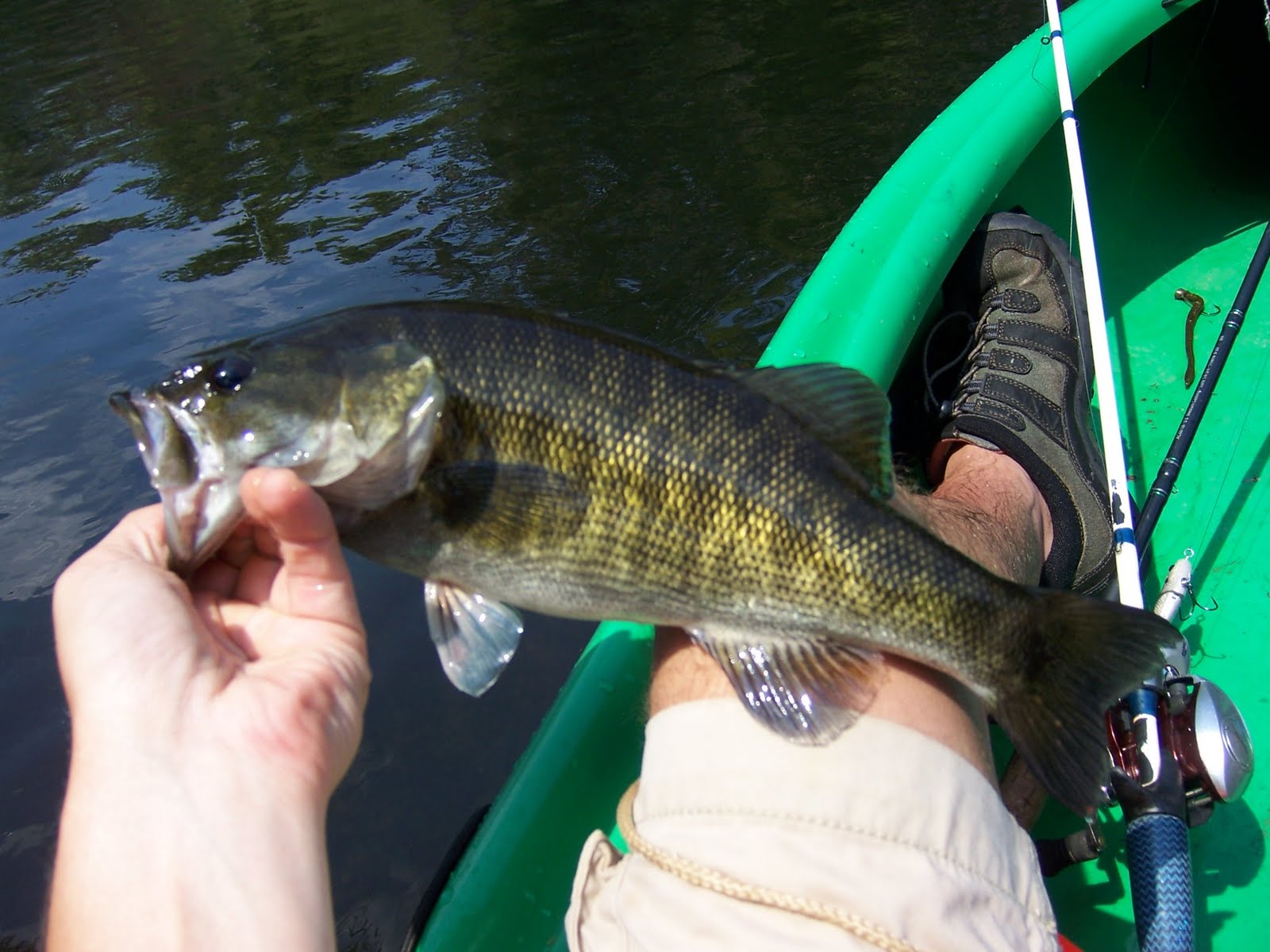 Jason's Adventures in Kayak Fishing Gotta Love Them Spotted Bass