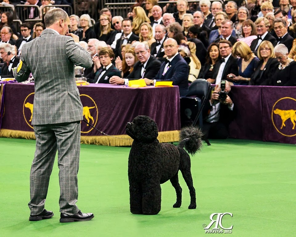 Dog Show Romulus Ny Dog Show Romulus Ny