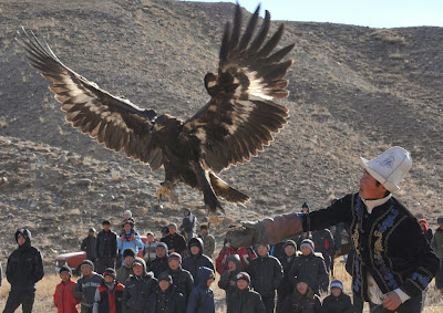 A Kyrgyz berkutchi (eagle hunter) releases his bird, a golden eagle, during the hunting festival Salburun in the village of Bokonbayevo some 300 km outside Kyrgyzstan's capital Bishkek on November 9, 2013