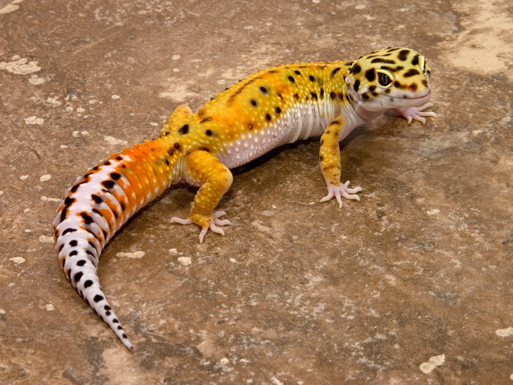 Gecko | Animal Wildlife
