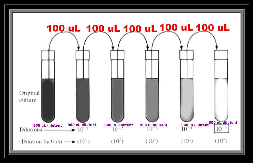 Serial Dilution Plating Technique