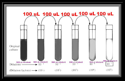 5 serial dilution