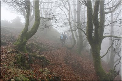 Marcada senda por el hayedo muy cerca de la loma cimera