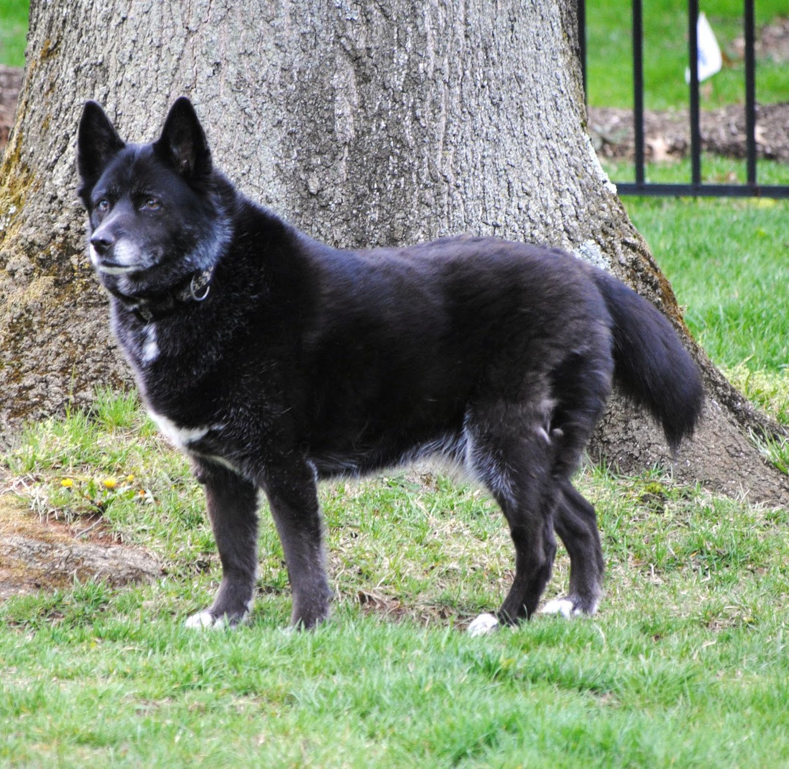 Shiba Shepherd Mix