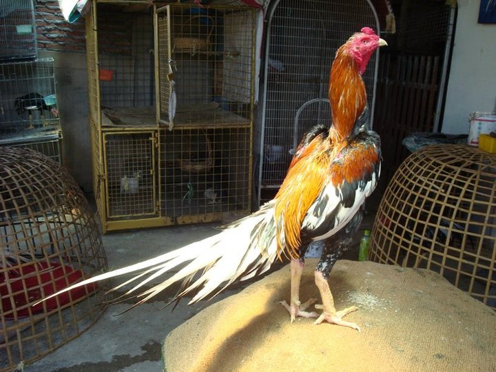 Ternak sapi potong di mojokerto usaha ternak ayam