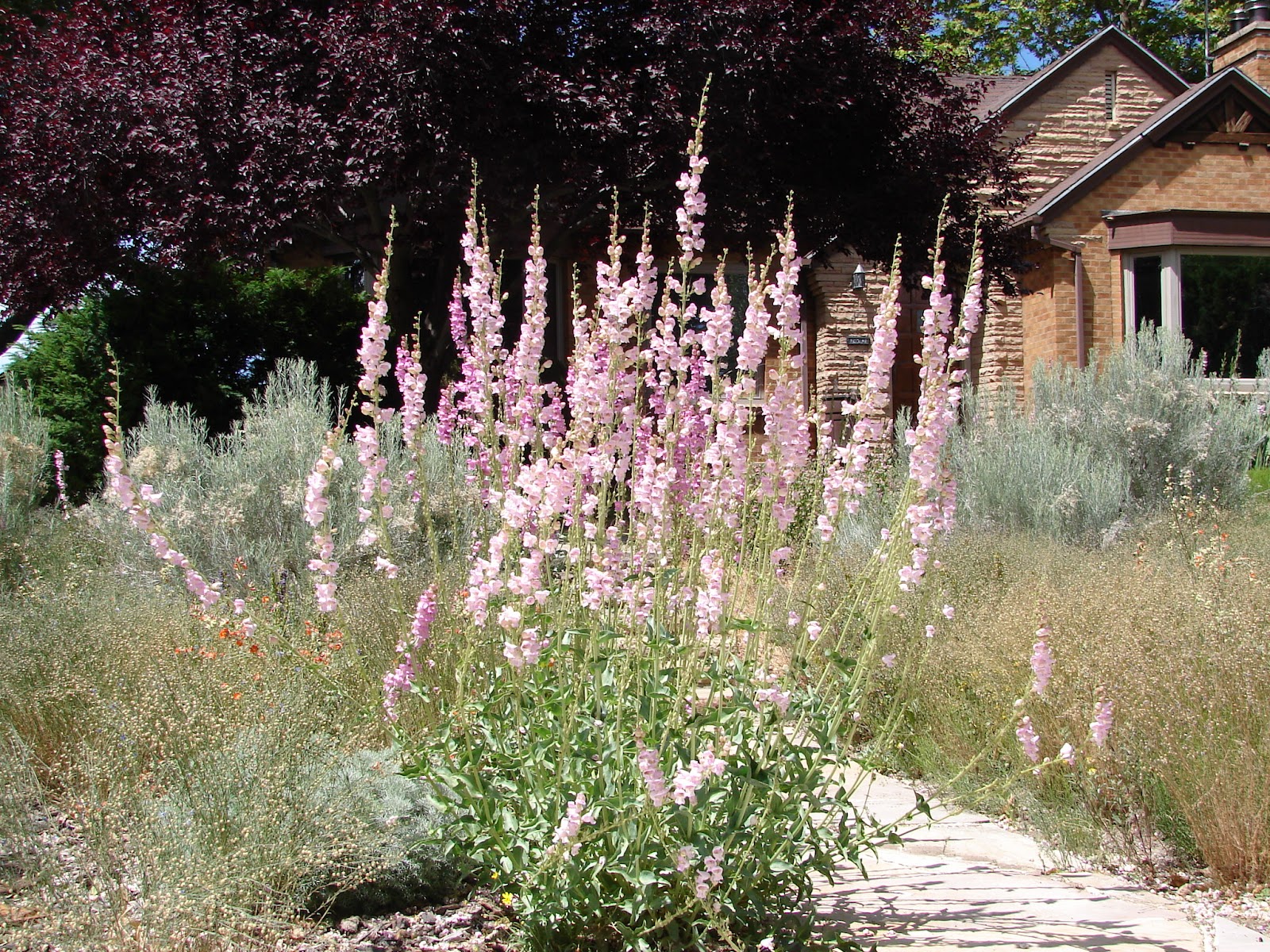 New Utah Gardener Waterwise Plants for Utah