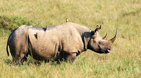 essay on endangered species in india essay on endangered species in india