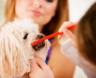 CET Chlorhex 0.12% Rinse