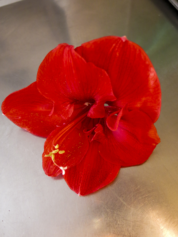 amaryllis amaryllis