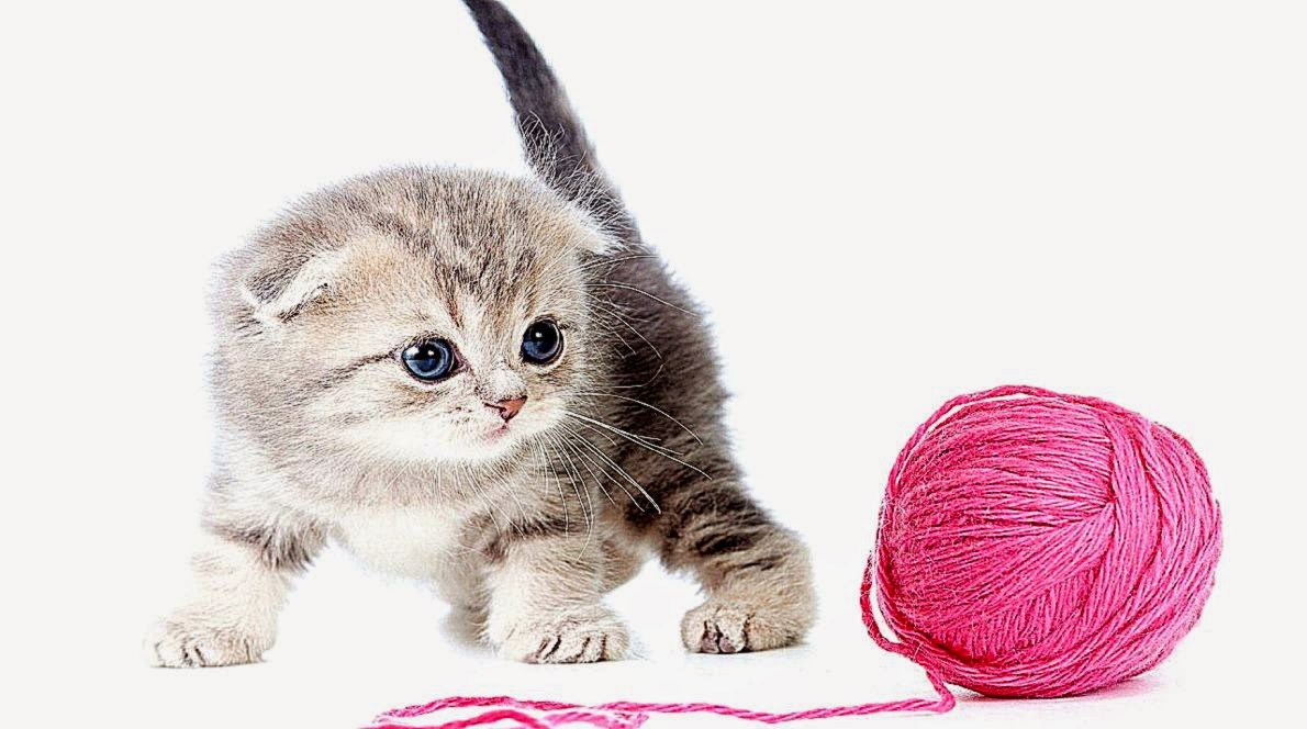 Kitten Playing With Thread White Background Wallpaper Wallpaper Kitten Playing With Thread White Background Wallpaper Wallpaper