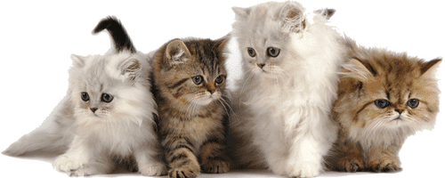 10 choses à savoir avant d'adopter un chaton