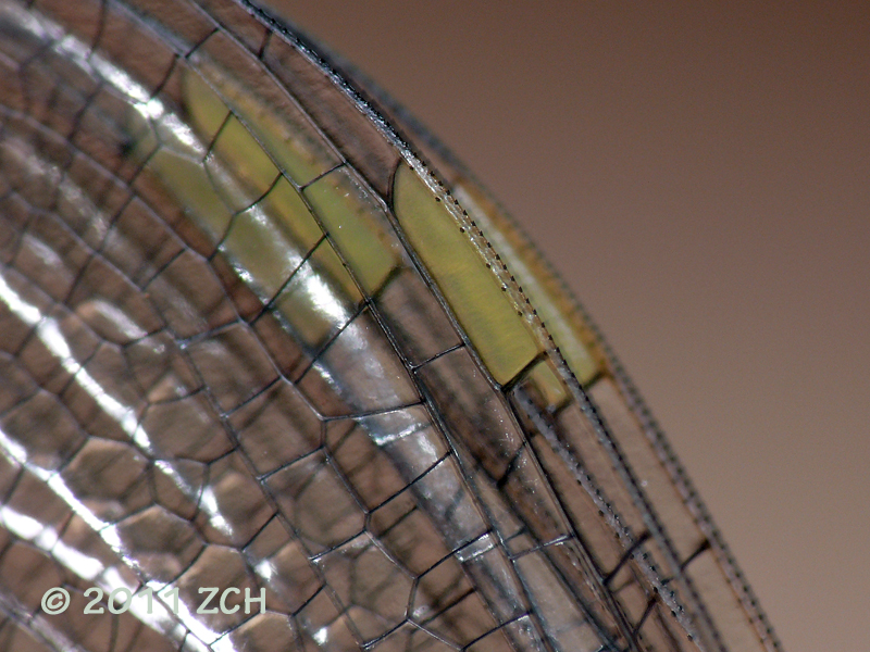Dragonfly+wings+close+up