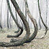 El extraño bosque de árboles curvos, un misterio para la ciencia