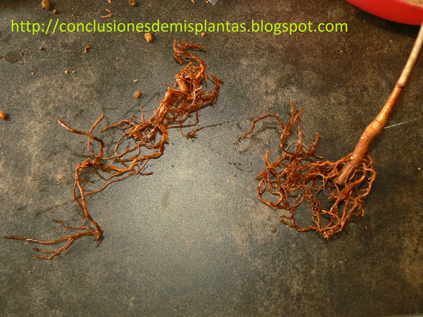 Os presento....mi nuevo kit "Bonsai Zero Ginkgo Biloba" P1190149