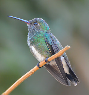 Sapphire-Spangled Emerald, Amazilia lactea