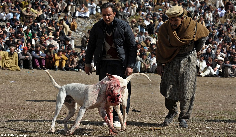 Guard Dog Sale Pakistan Guard Dog Sale Pakistan