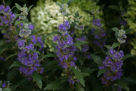 Rotary Botanical Gardens Hort Blog Consider Caryopteris