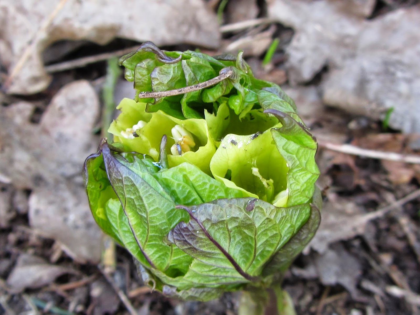 Jan wilde een tuin: de plant van de maand april is klokbilzekruid ...