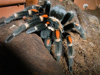 tarantula-mexican-red-kneed tarantula mexican red kneed wallpaper pets animal