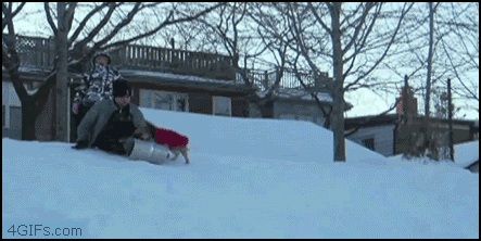 Animated gif of a small dog stealing a sled from a kid while he's sledding and then sledding off with it