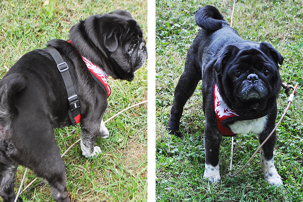 mid atlantic pug rescue pine the new in my mid atlantic pug rescue pine the new in my
