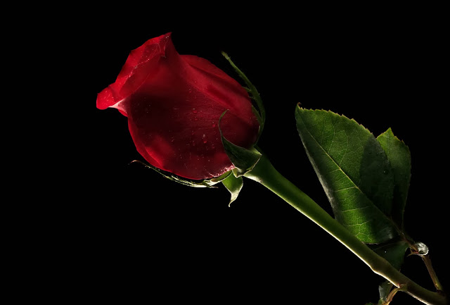 Red Rose Wallpapers Free Download