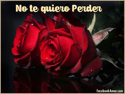 Rosas con frases de amor imagenes con frases de rosas