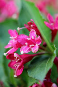 T R Warren Images: Nature and Beauty