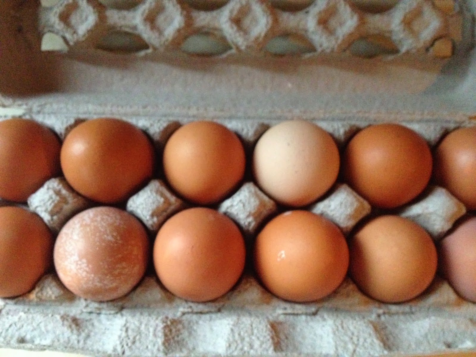 Food Impressions Fresh Farmhouse Eggs...taste the difference!