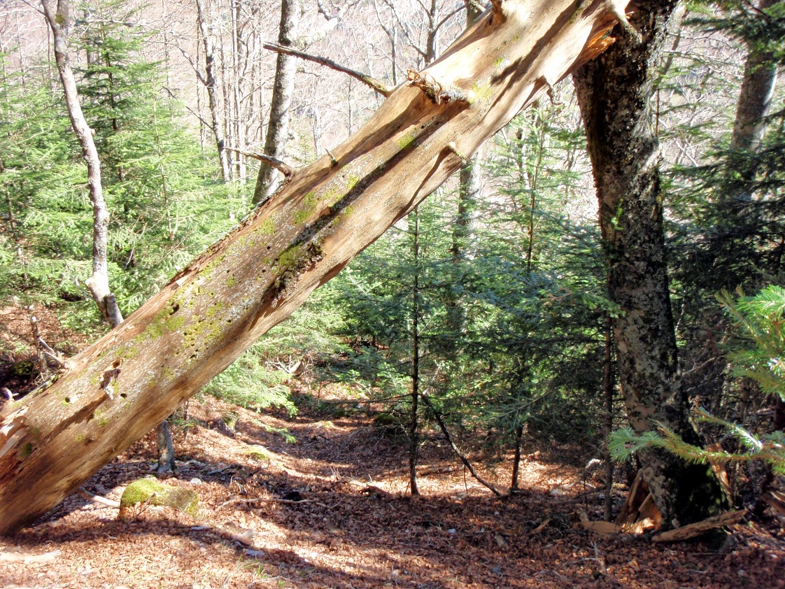 HOLÁRTICA Sobre bosques viejos