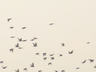 aves levantando voo sobre os cmpos de arroz