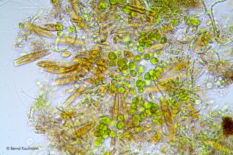 aquamax - das Weblog zur Website: Fotos des Tages: Biofilme, Mikroflora